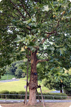 2026年度日本生化学会関東支部例会 例会長 田口英樹